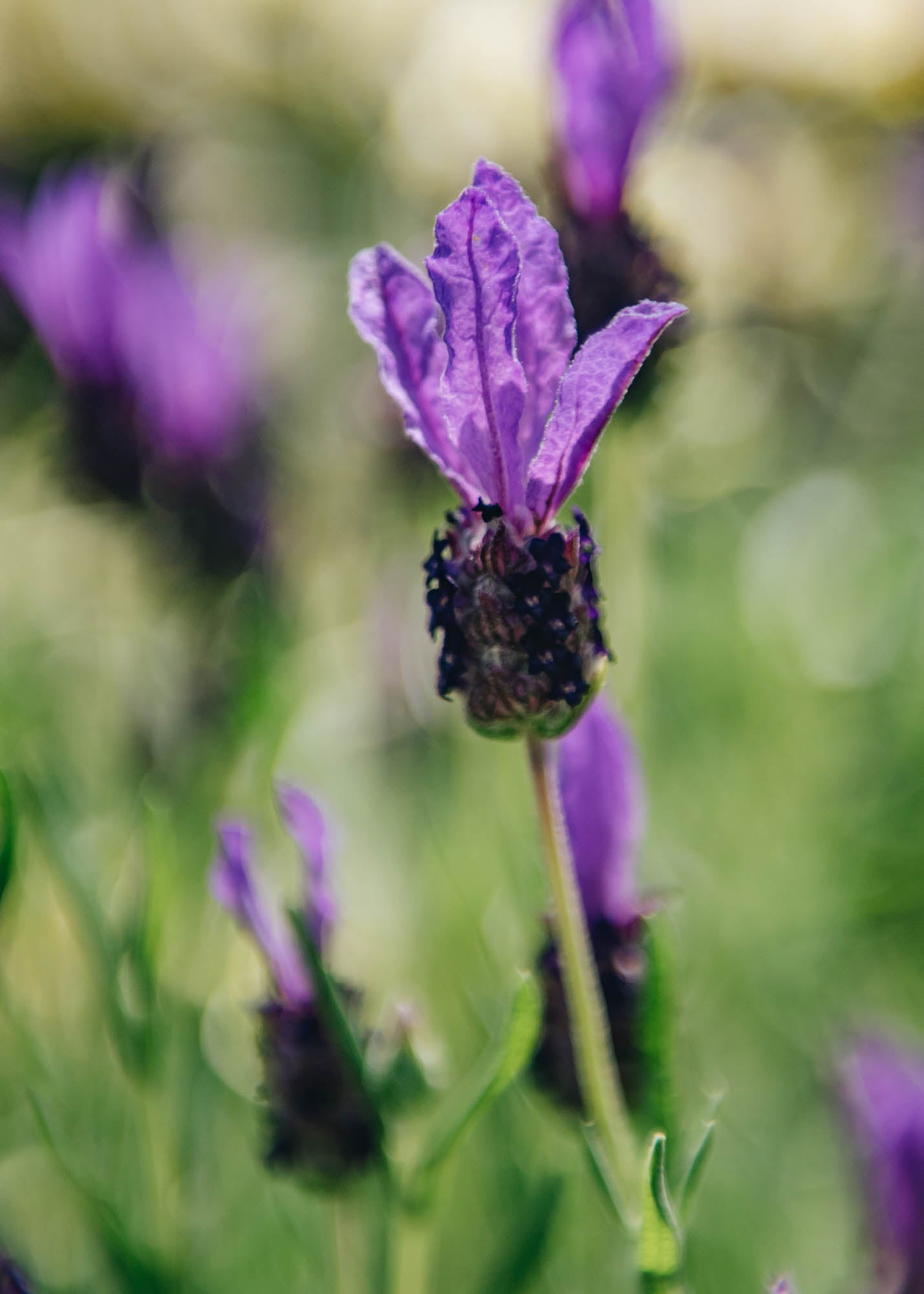 fairy wings lavender plant Lavandula stoechas Fairy Wings Purple