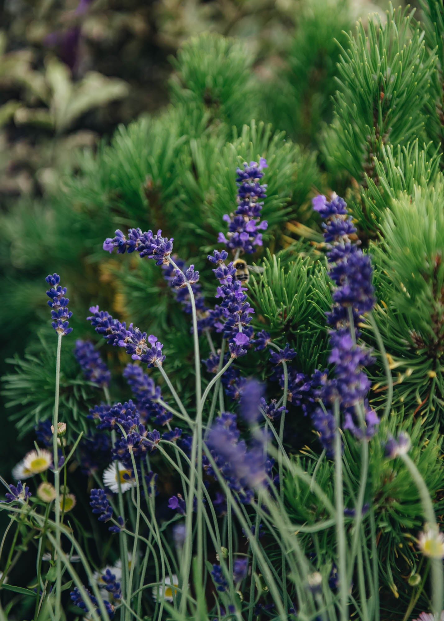 Lavender Hidcote Lavender