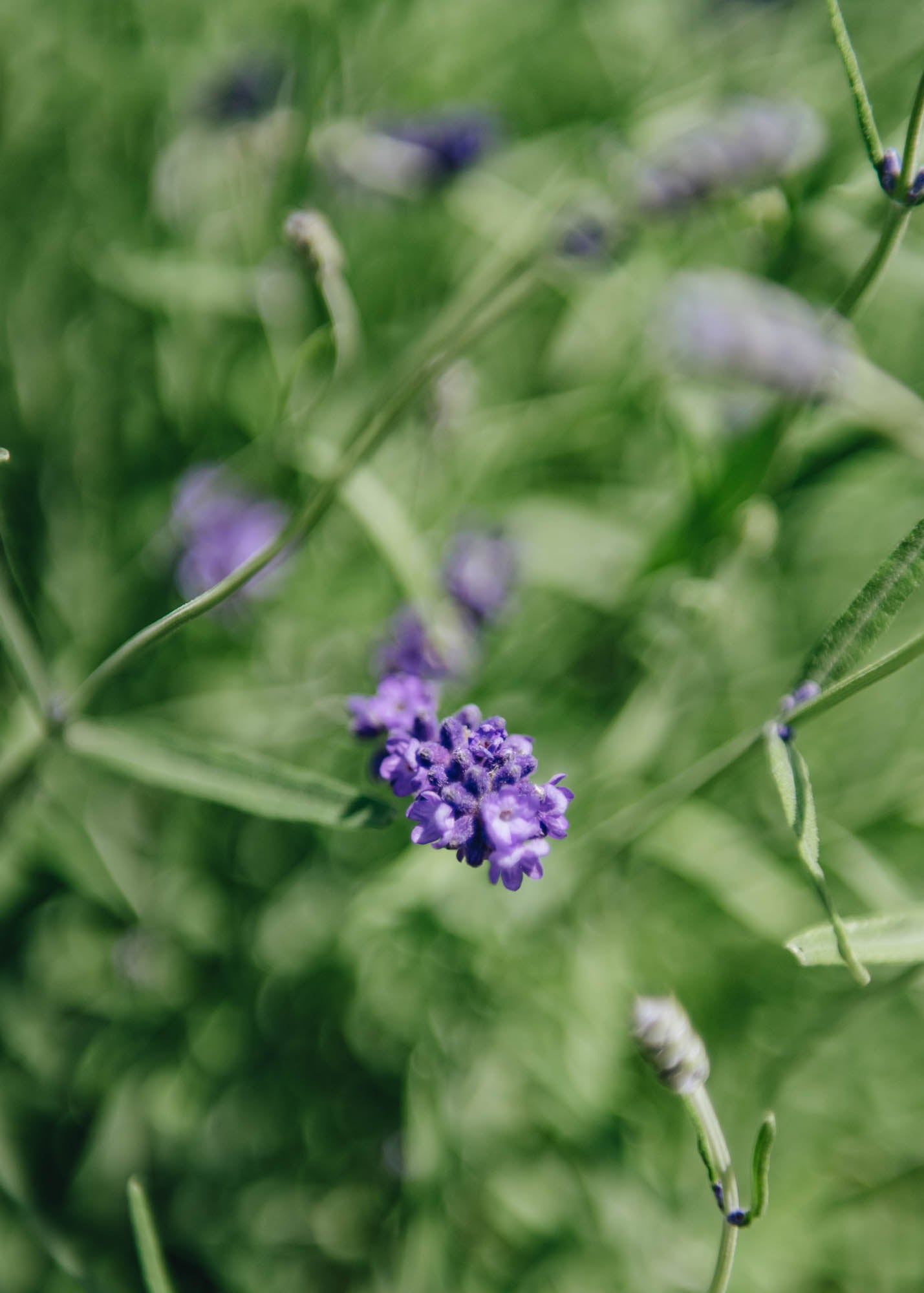 imperial gem lavender plants Lavandula angustifolia 'Imperial Gem', 3L – Burford Garden Co