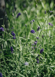 Lavandula angustifolia Imperial Gem, 2/3L