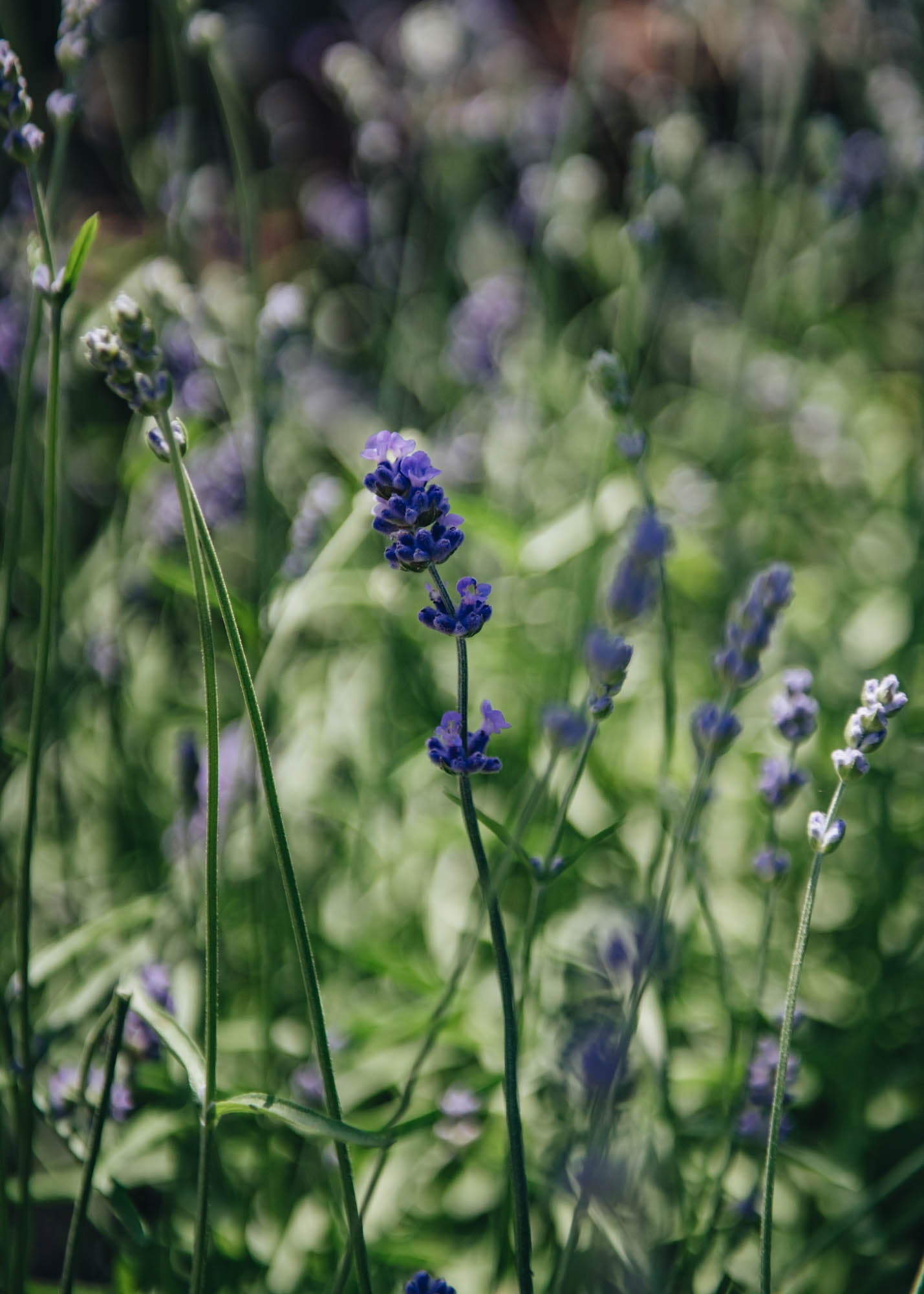 Lavandula angustifolia Melissa Lilac