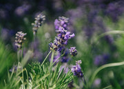 Lavandula angustifolia Munstead