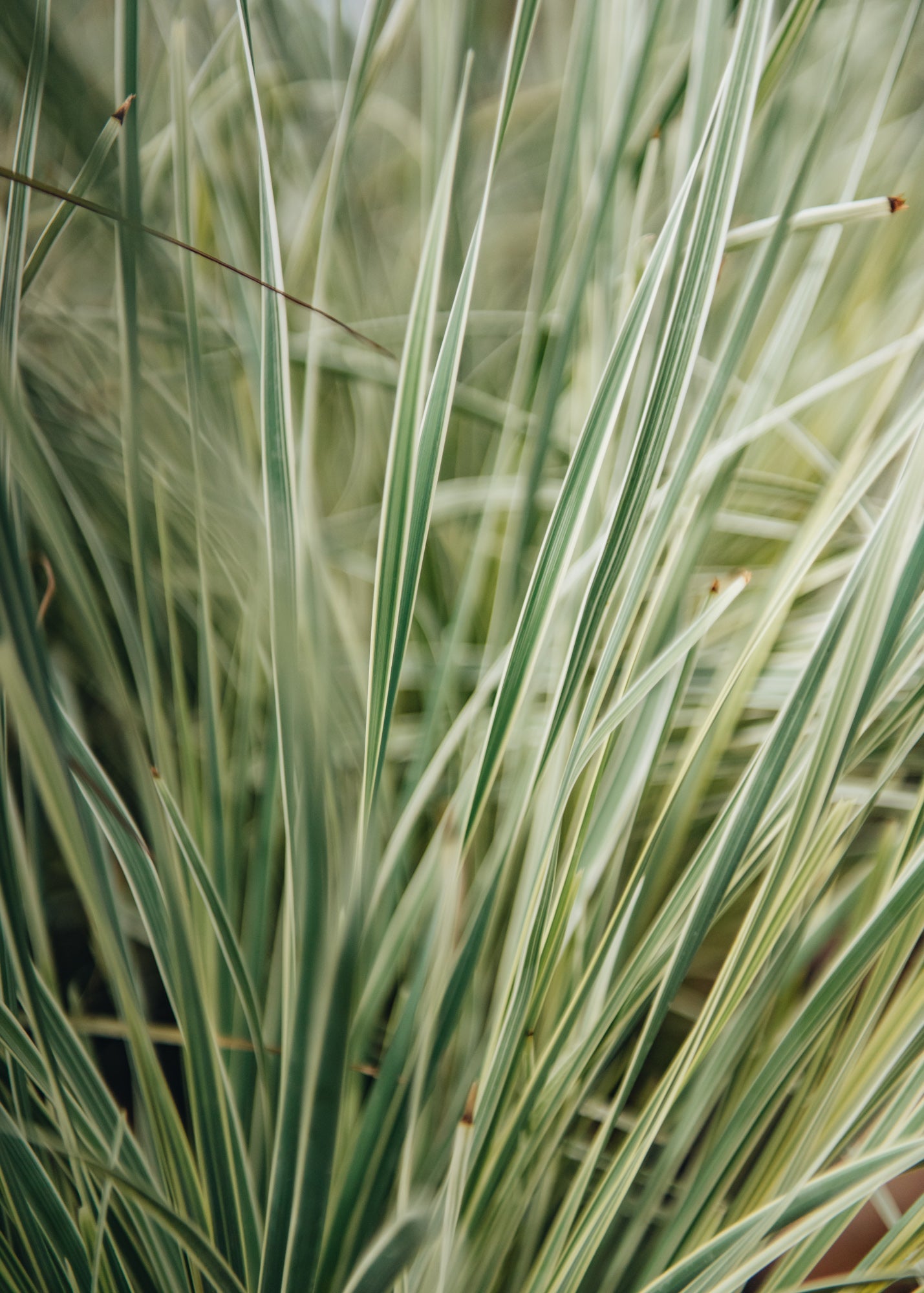 Lomandra longifolia White Sands