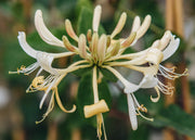 Lonicera periclymenum Graham Thomas AGM