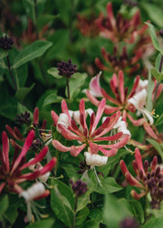 Lonicera Strawberries and Cream