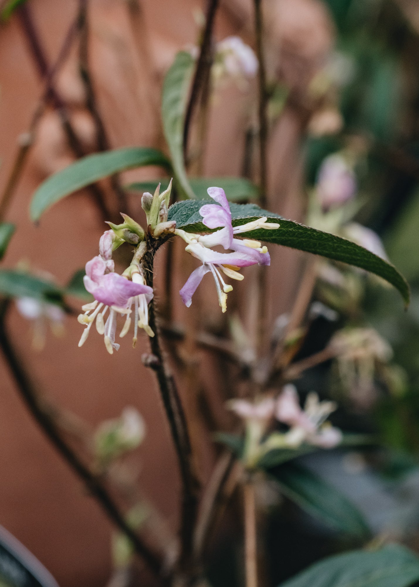 Lonicera standishii