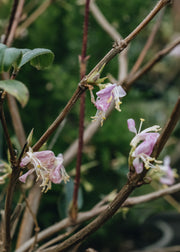 Lonicera standishii