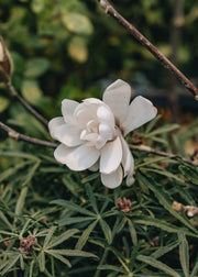 Magnolia Stellata Waterlily 3L