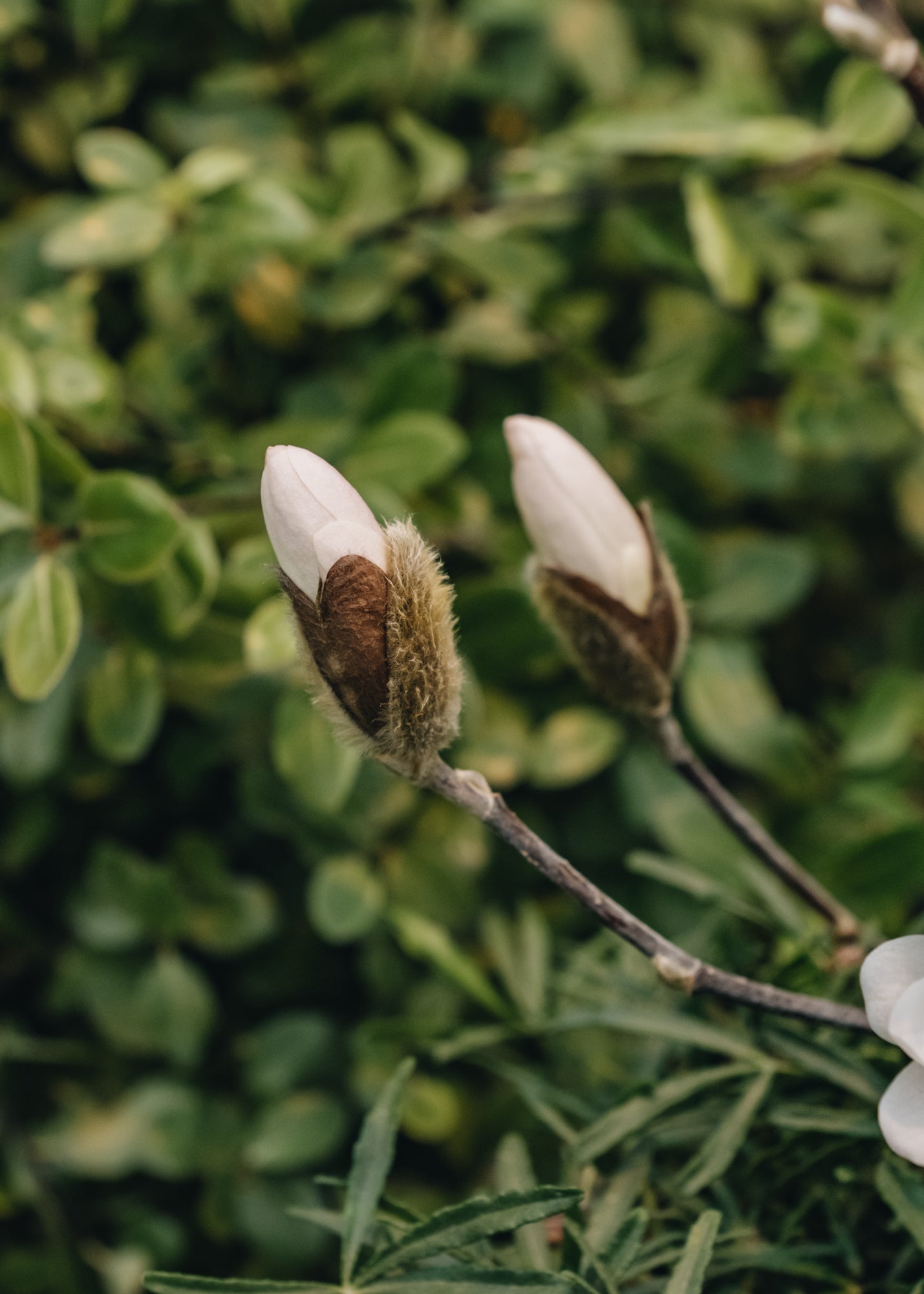 Magnolia Magnolia Stellata Waterlily 3L