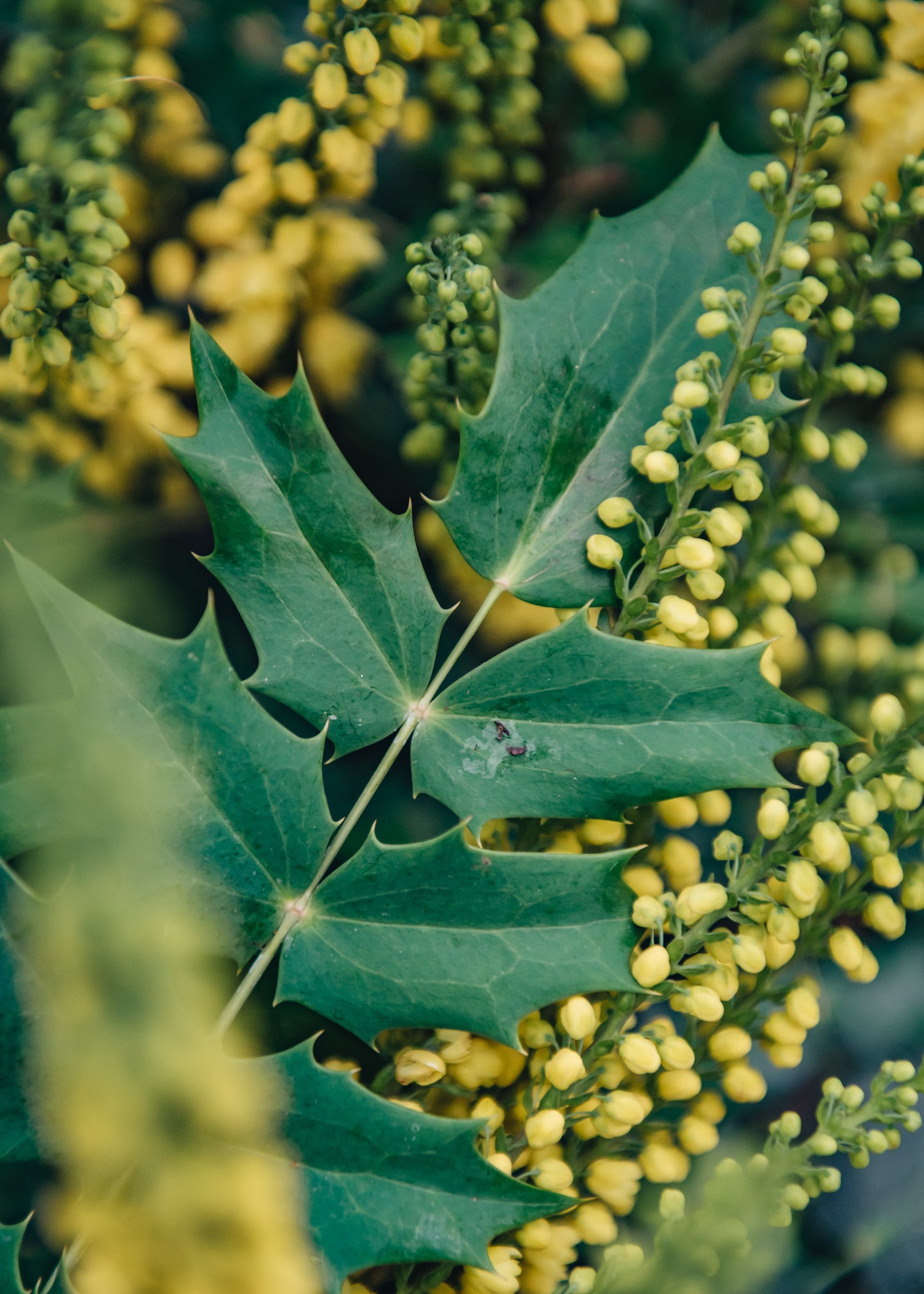 Mahonia x media Winter Sun AGM