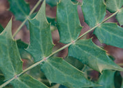 Mahonia Mahonia x media Charity