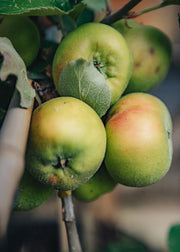 Malus domestica Bramley's Seedling (Apple) AGM