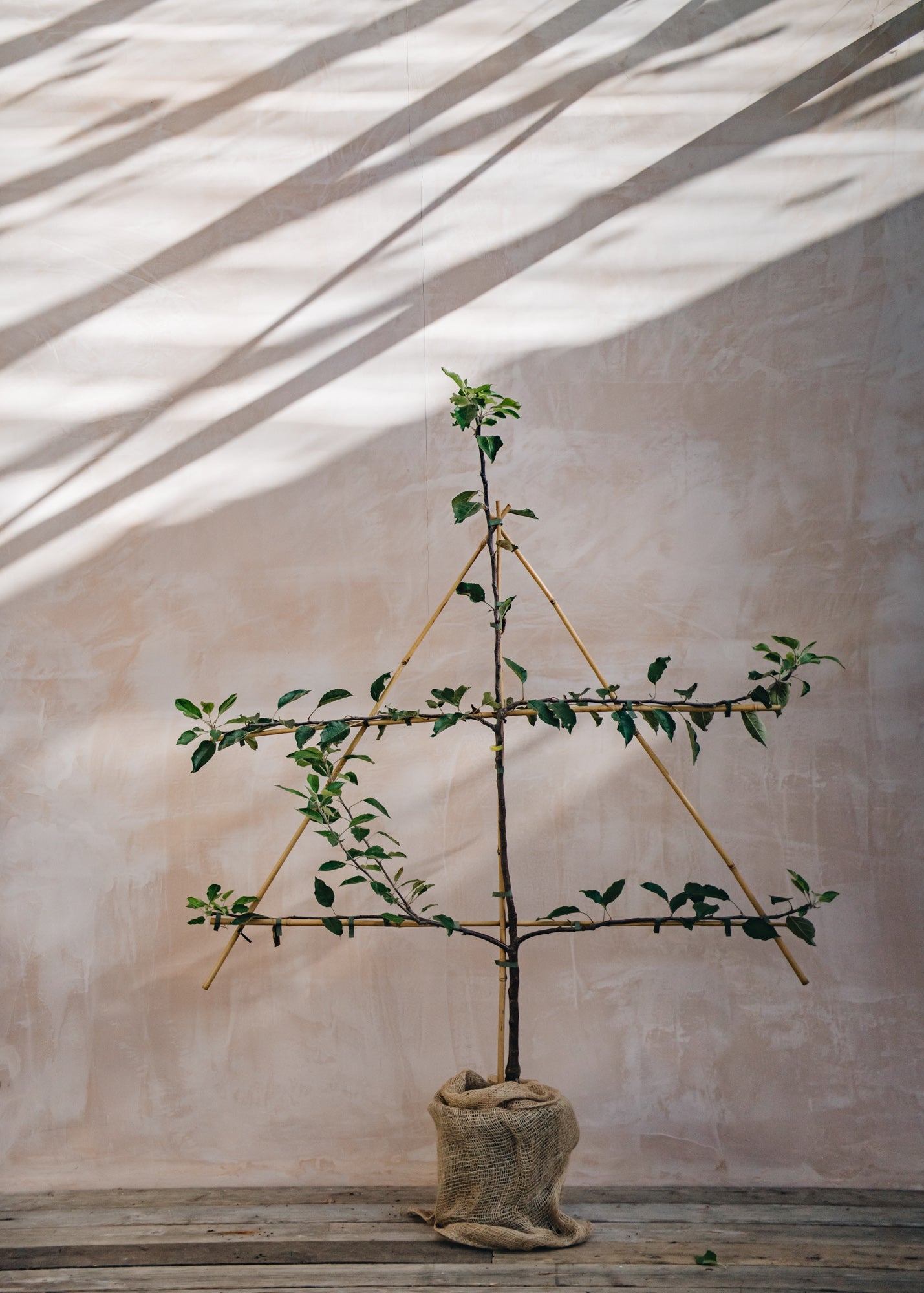 Clematis Malus Cox's Orange Pippin (Apple) Espalier