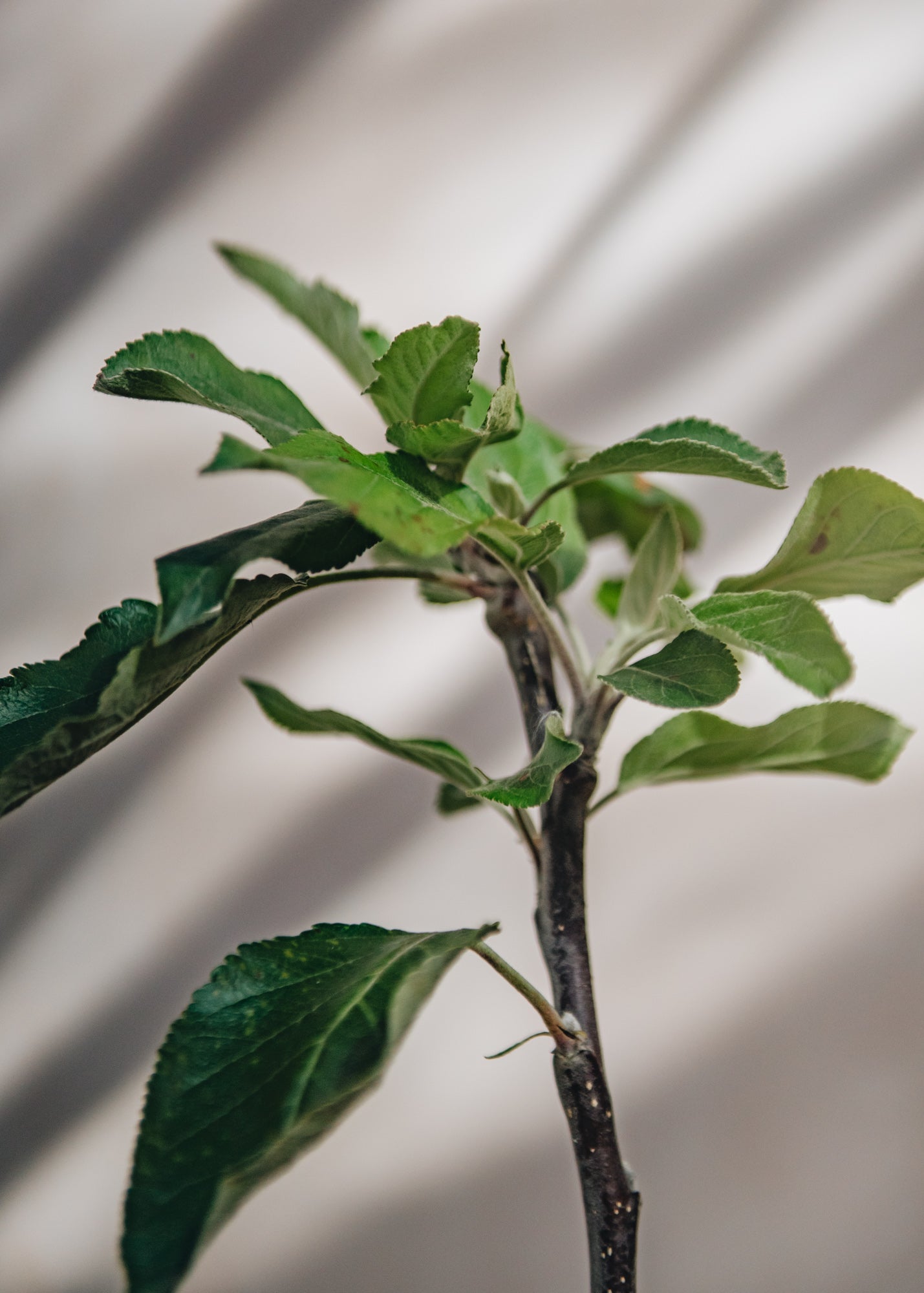 Malus Cox's Orange Pippin (Apple) Espalier