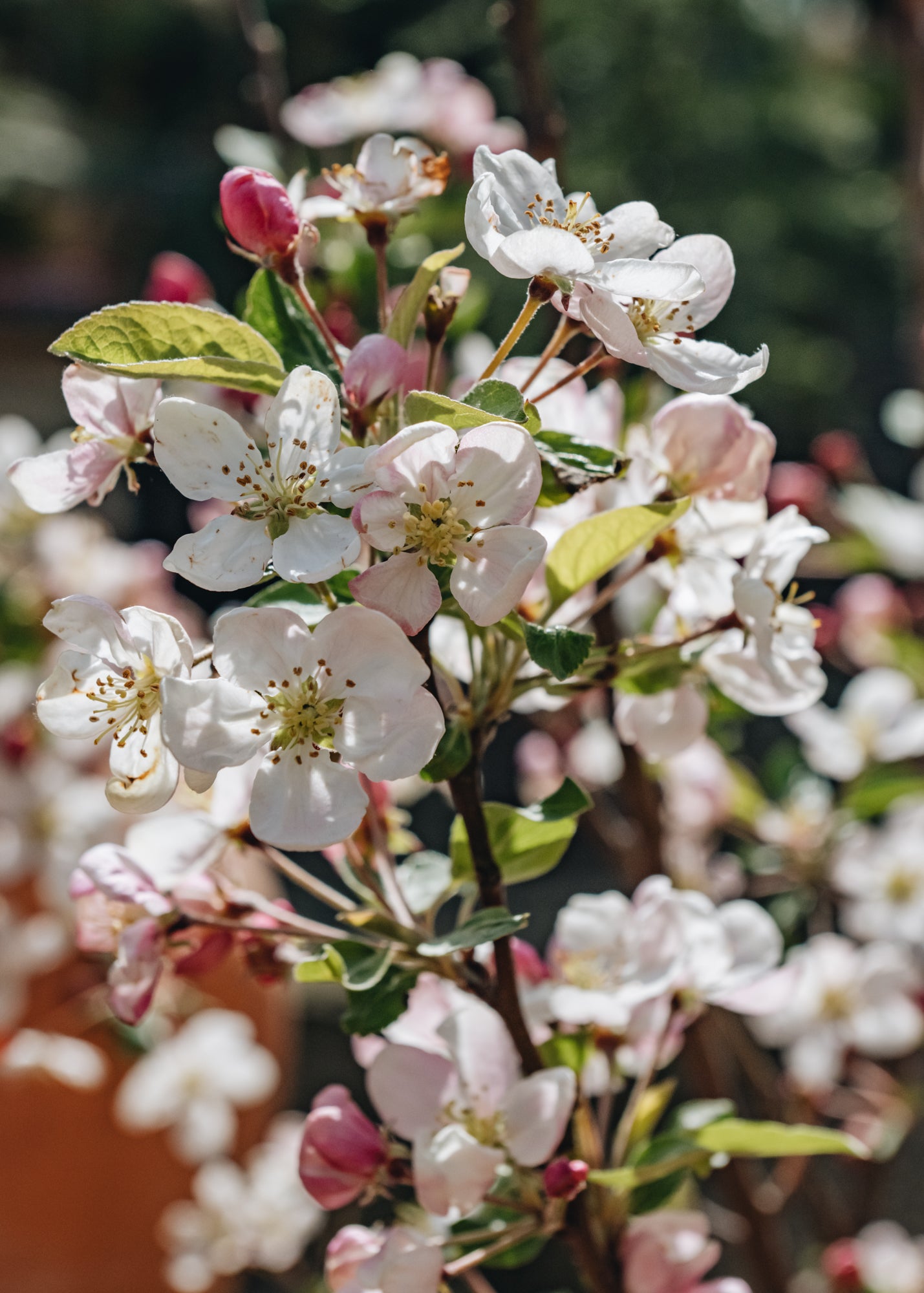 Burford Garden Co. Malus Evereste