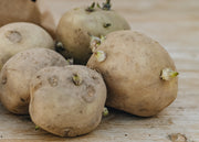 Taylors Bulbs Maris Peer Second Early Seed Potatoes