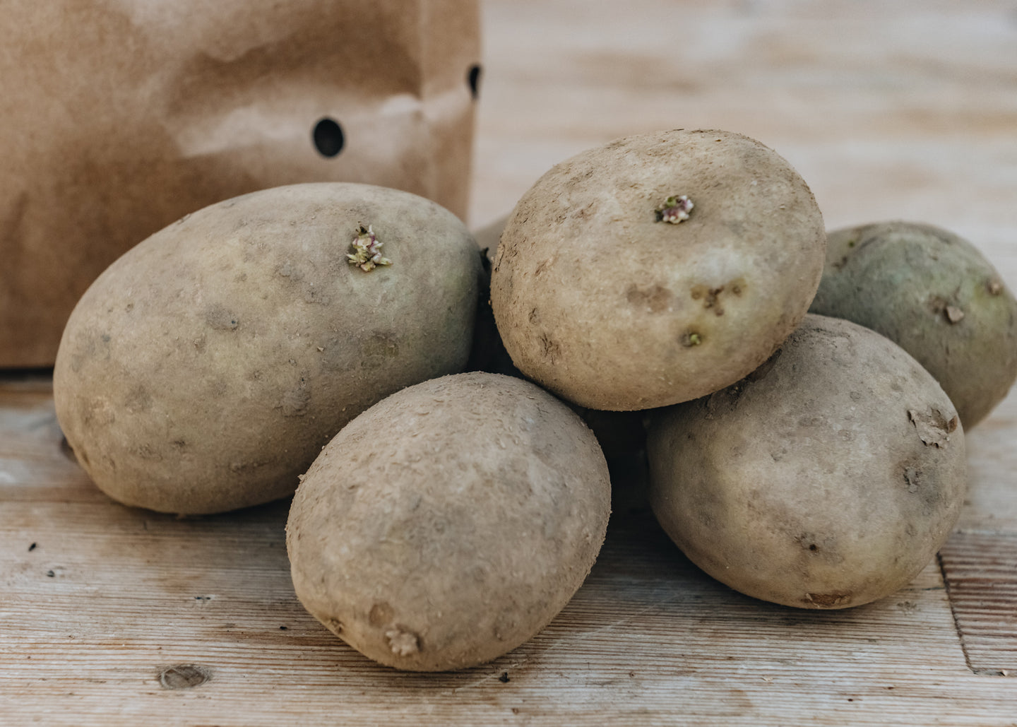 Seed Potatoes 'Maris Piper'