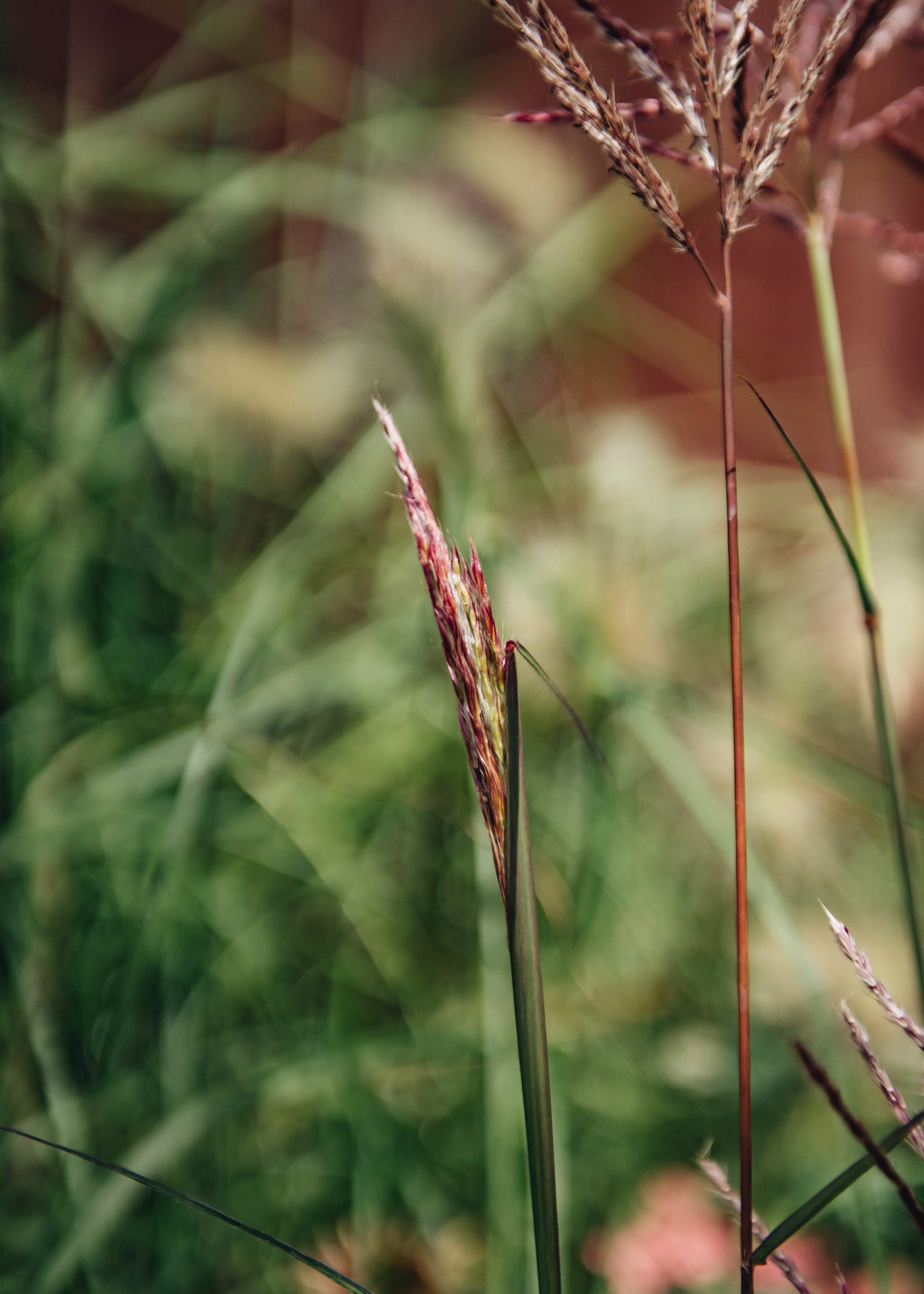 Miscanthus Miscanthus Ferner Osten