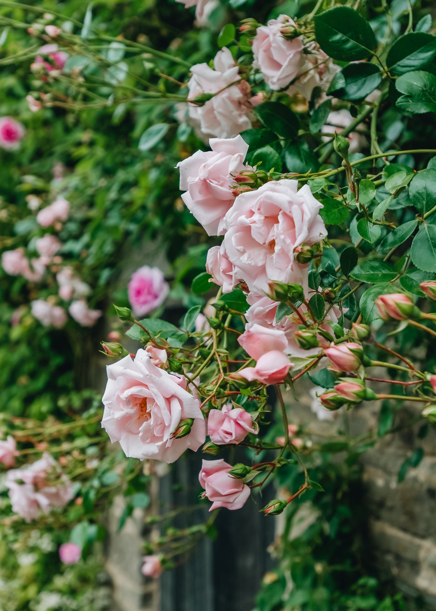 David Austin New Dawn Rose