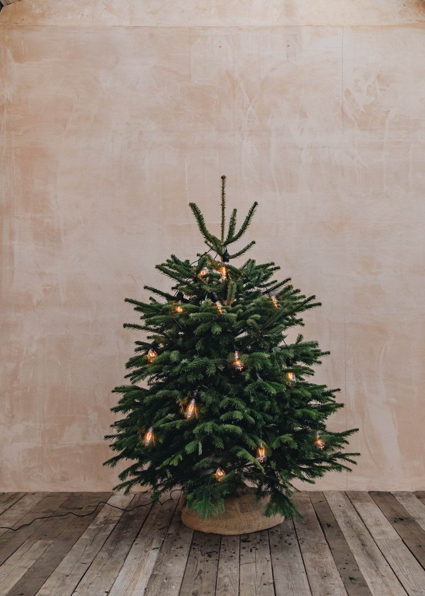 Nordmann Fir Premium Cut Christmas Trees - 4ft to 9ft
