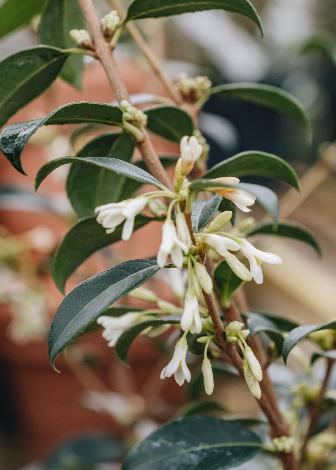 Clematis Osmanthus Burkwoodii
