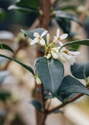 Osmanthus Burkwoodii