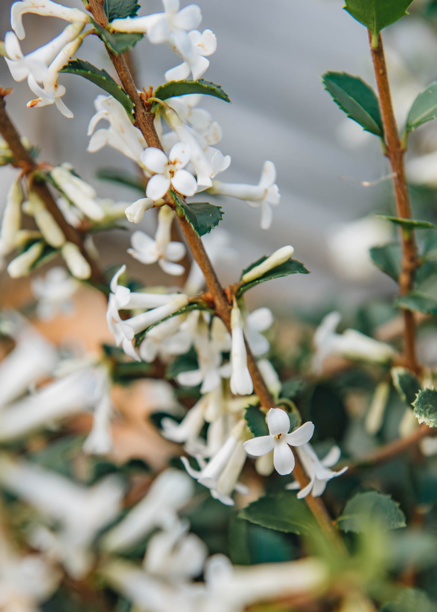 Osmanthus Osmanthus delavayi AGM