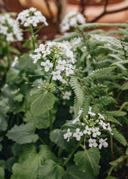 Clematis Pachyphragma macrophyllum