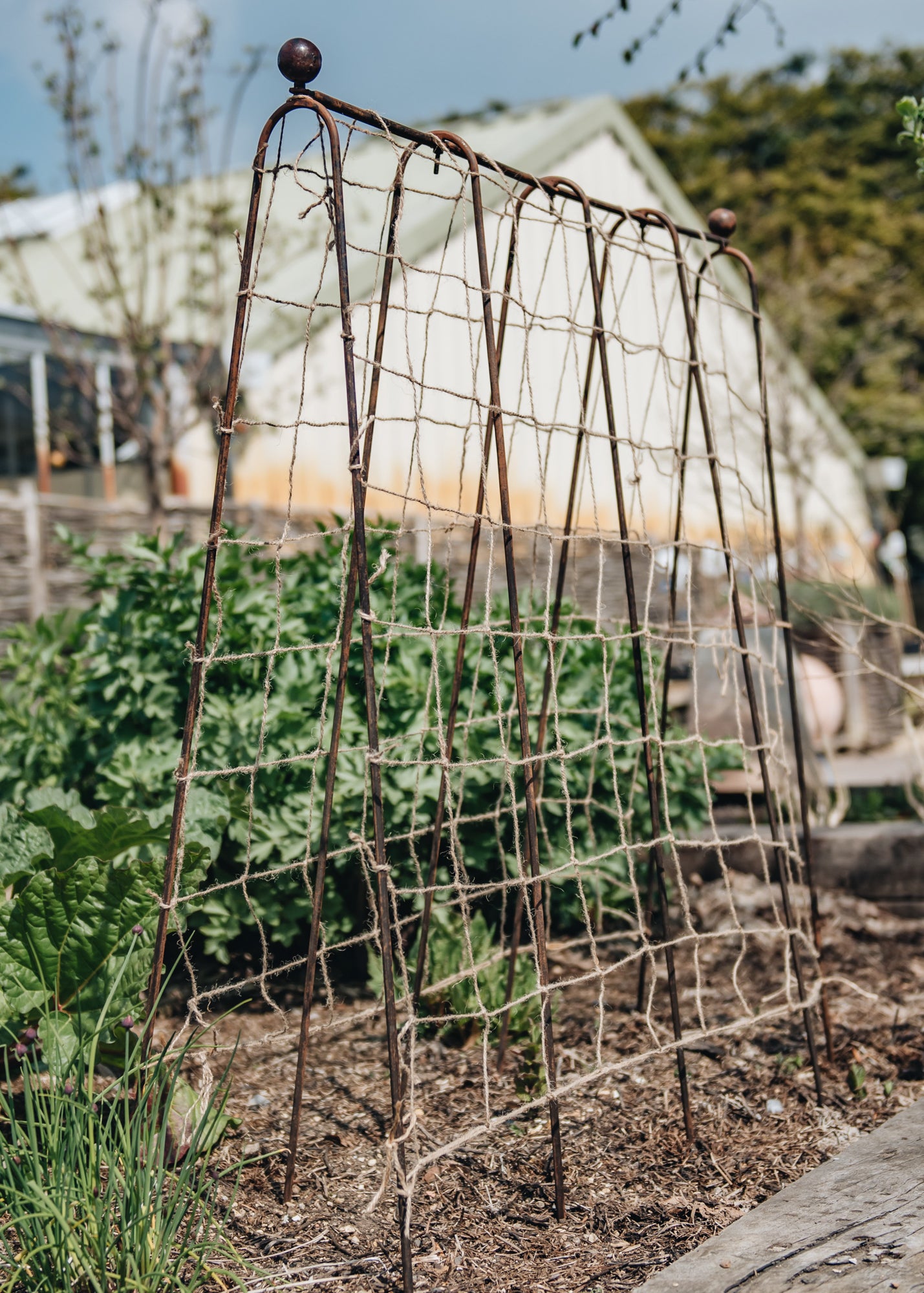 Pea Frame Pea Frame | Garden Tools | Burford Garden Co.