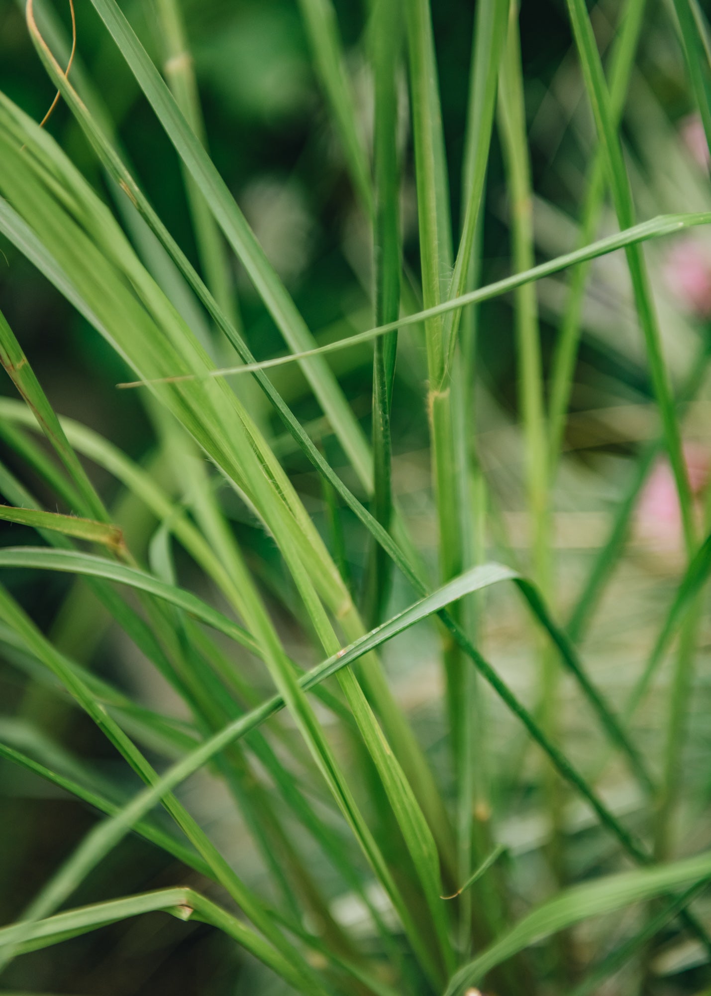 Pennisetum Pennisetum Dark Desire