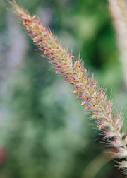 Pennisetum Fairy Tails AGM