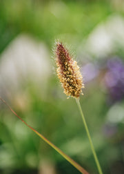 Pennisetum thunbergii Red Buttons