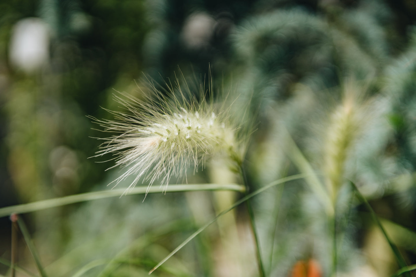 Pennisetum Villosum AGM