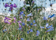 Clematis Penstemon heterophyllus Electric Blue