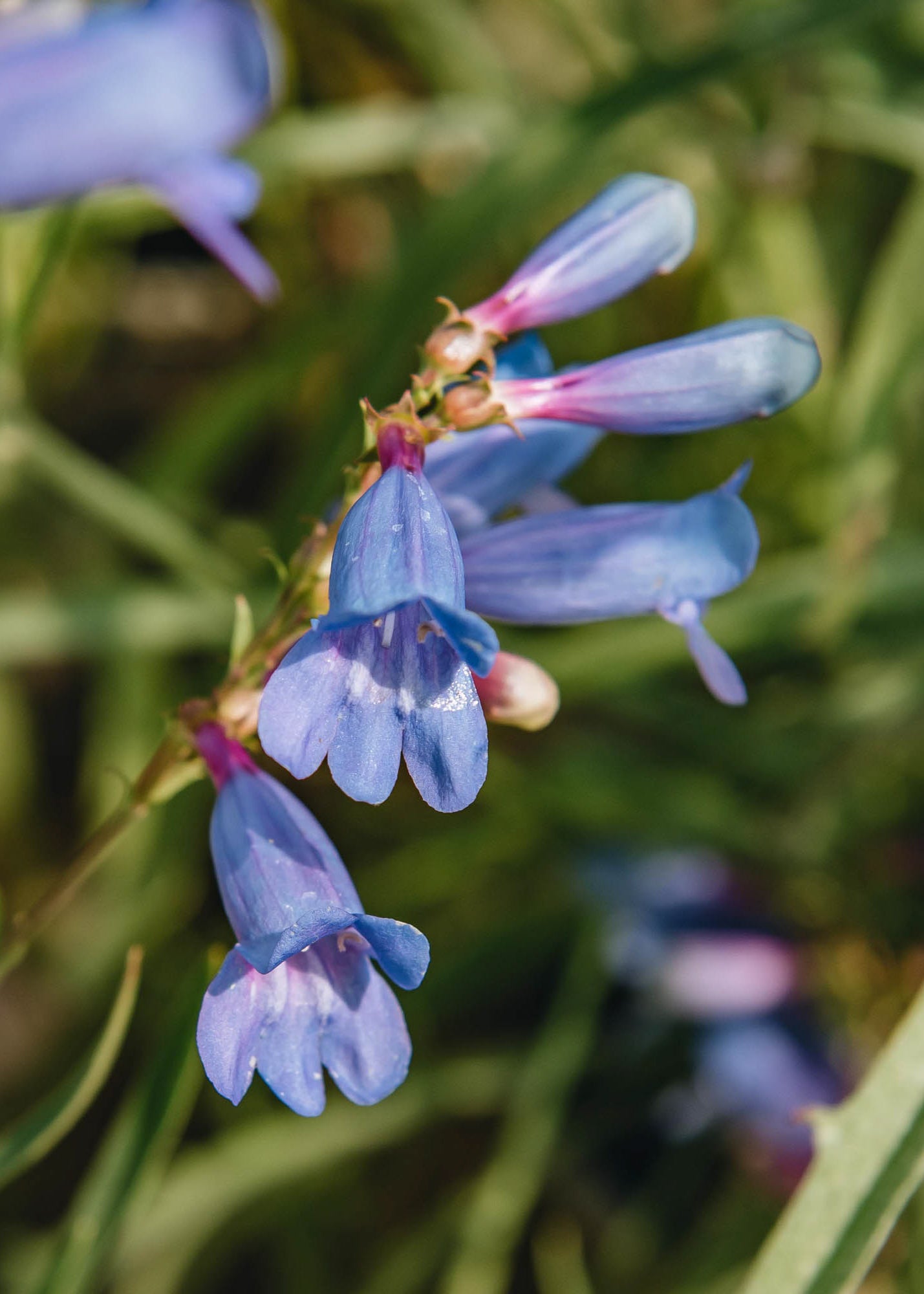 Penstemon heterophyllus Electric Blue