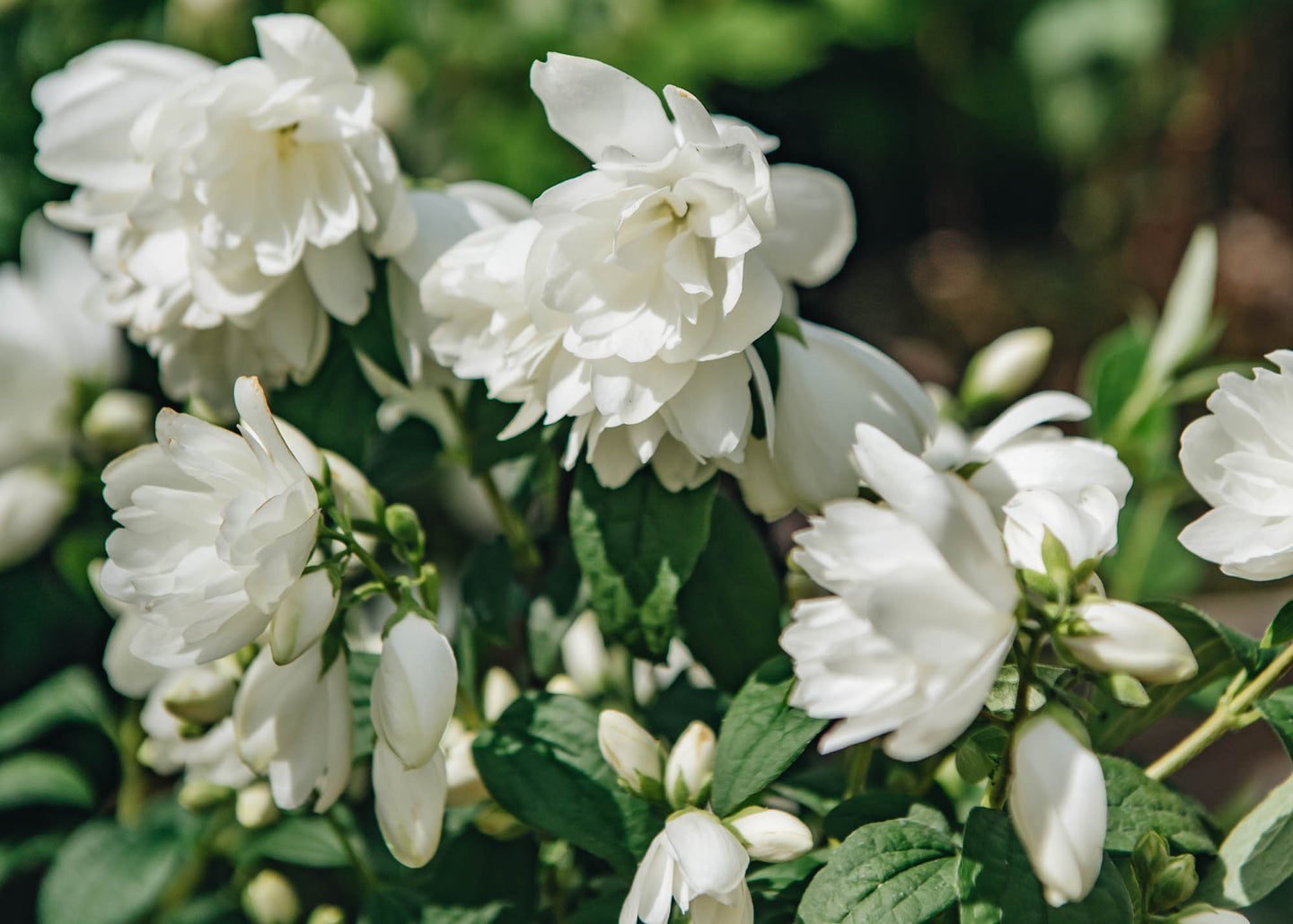 Philadelphus Philadelphus Snowbelle, 3L