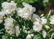 Philadelphus Snowbelle