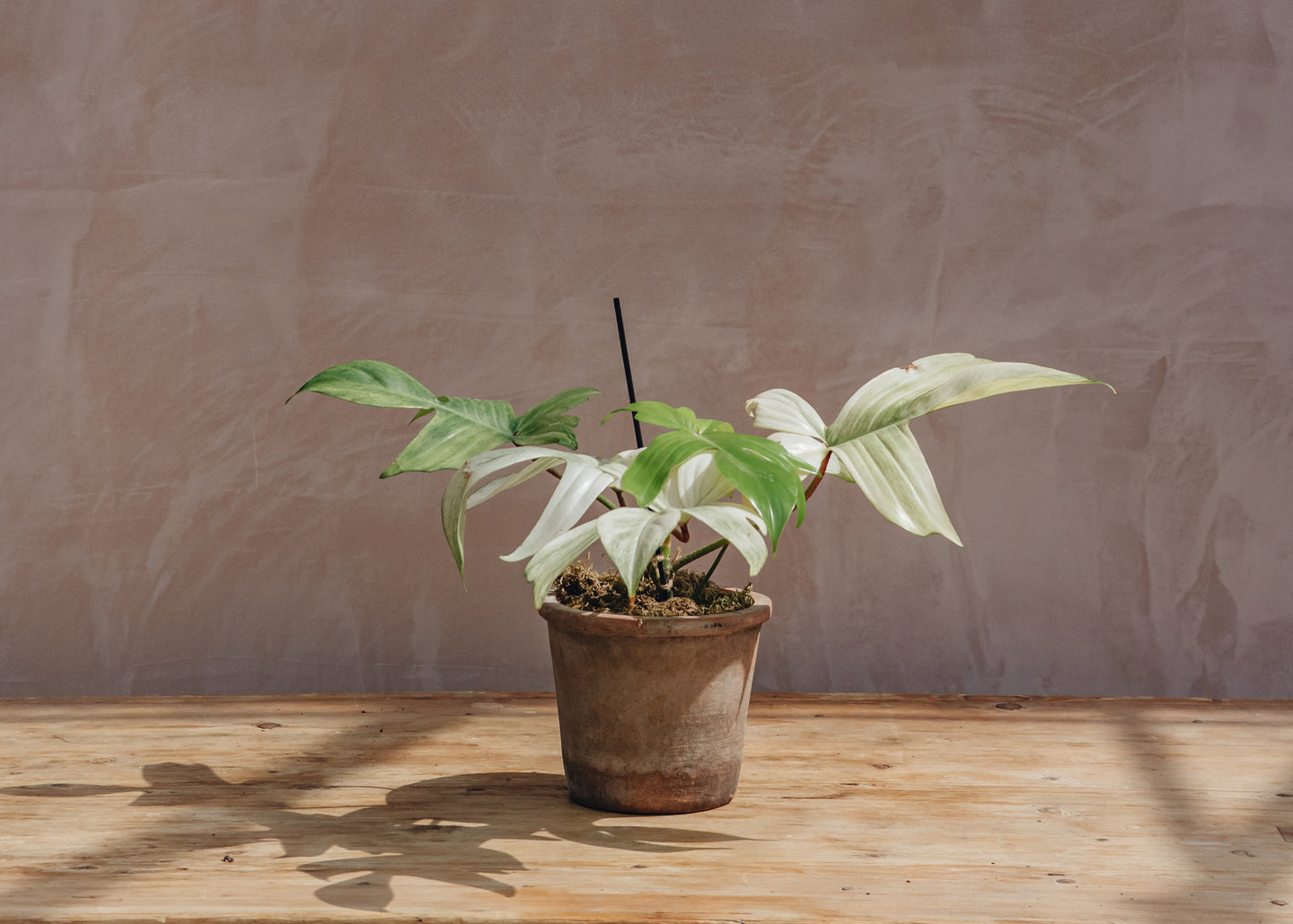 Philodendron Florida Ghost