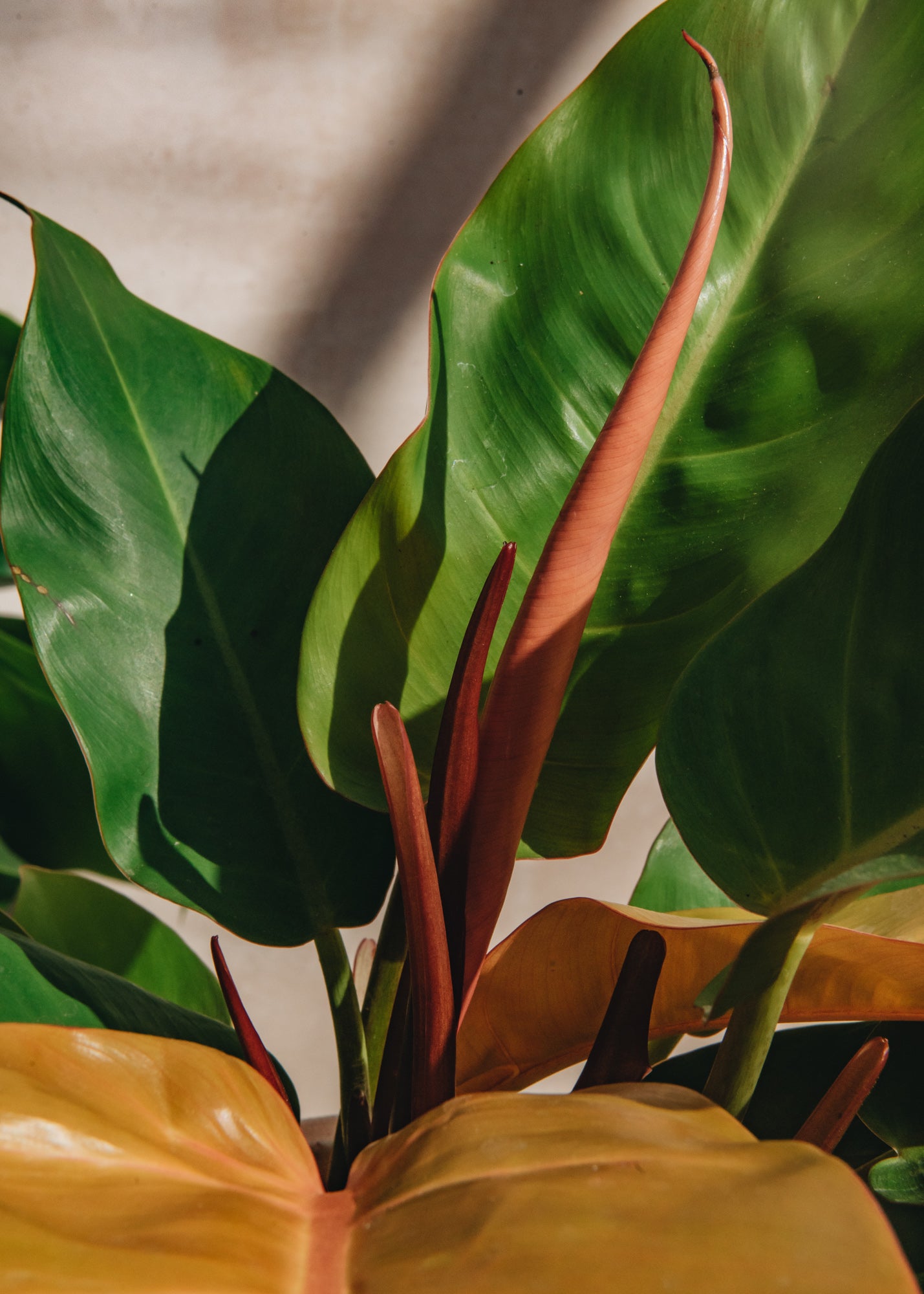 Philodendron Prince of Orange