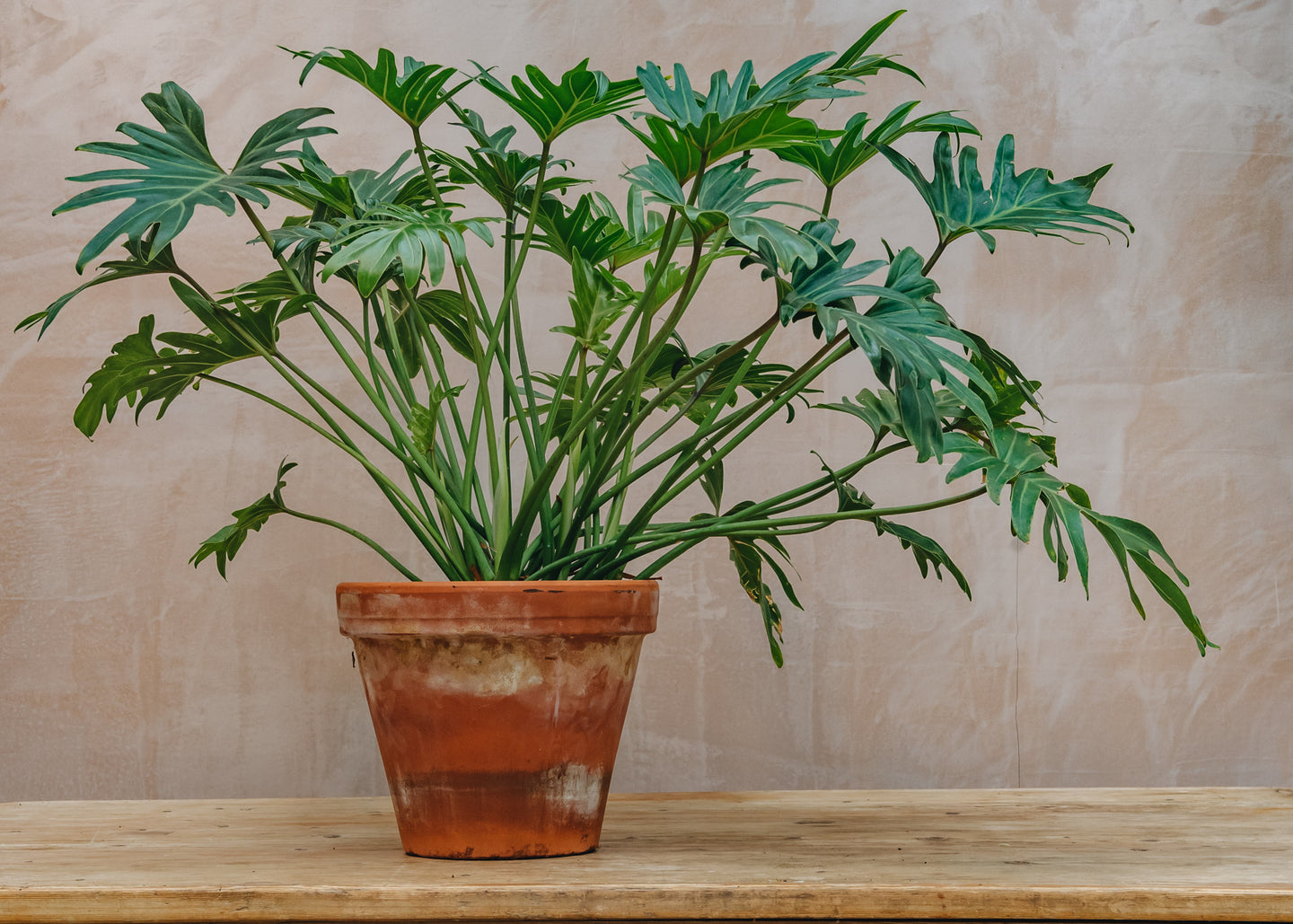 Philodendron Xanadu