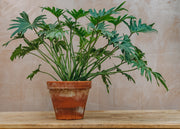 Philodendron Xanadu