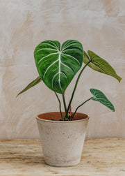 Philodendron gloriosum