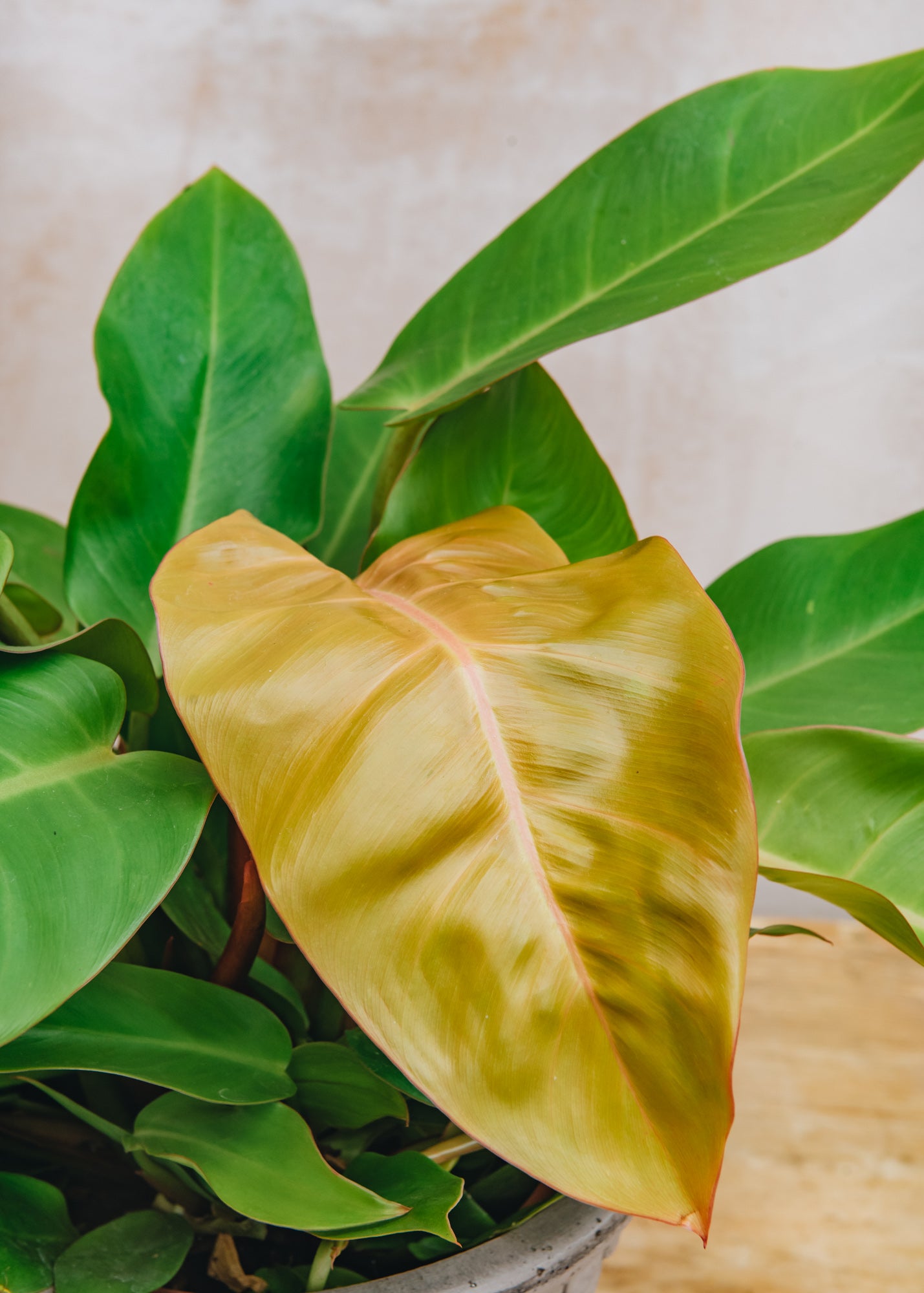 Philodendron Prince of Orange