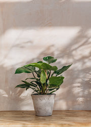 White Philodendron