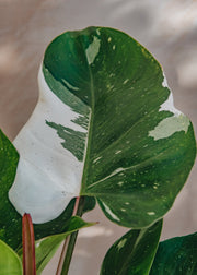 White Philodendron