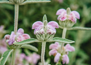 Phlomis italica