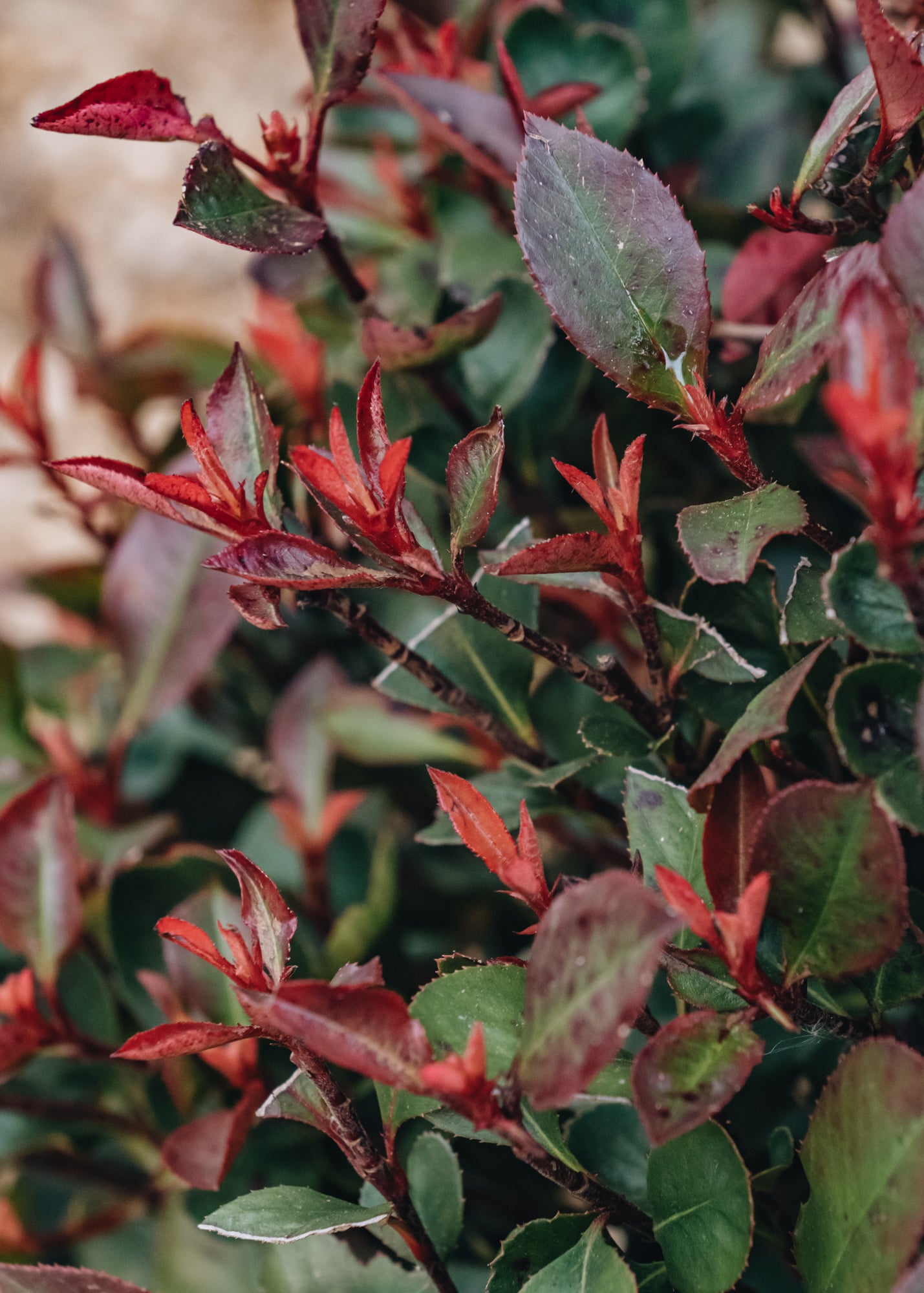 Laurus Nobilis Photinia Fraseri Red Robin, 7.5L