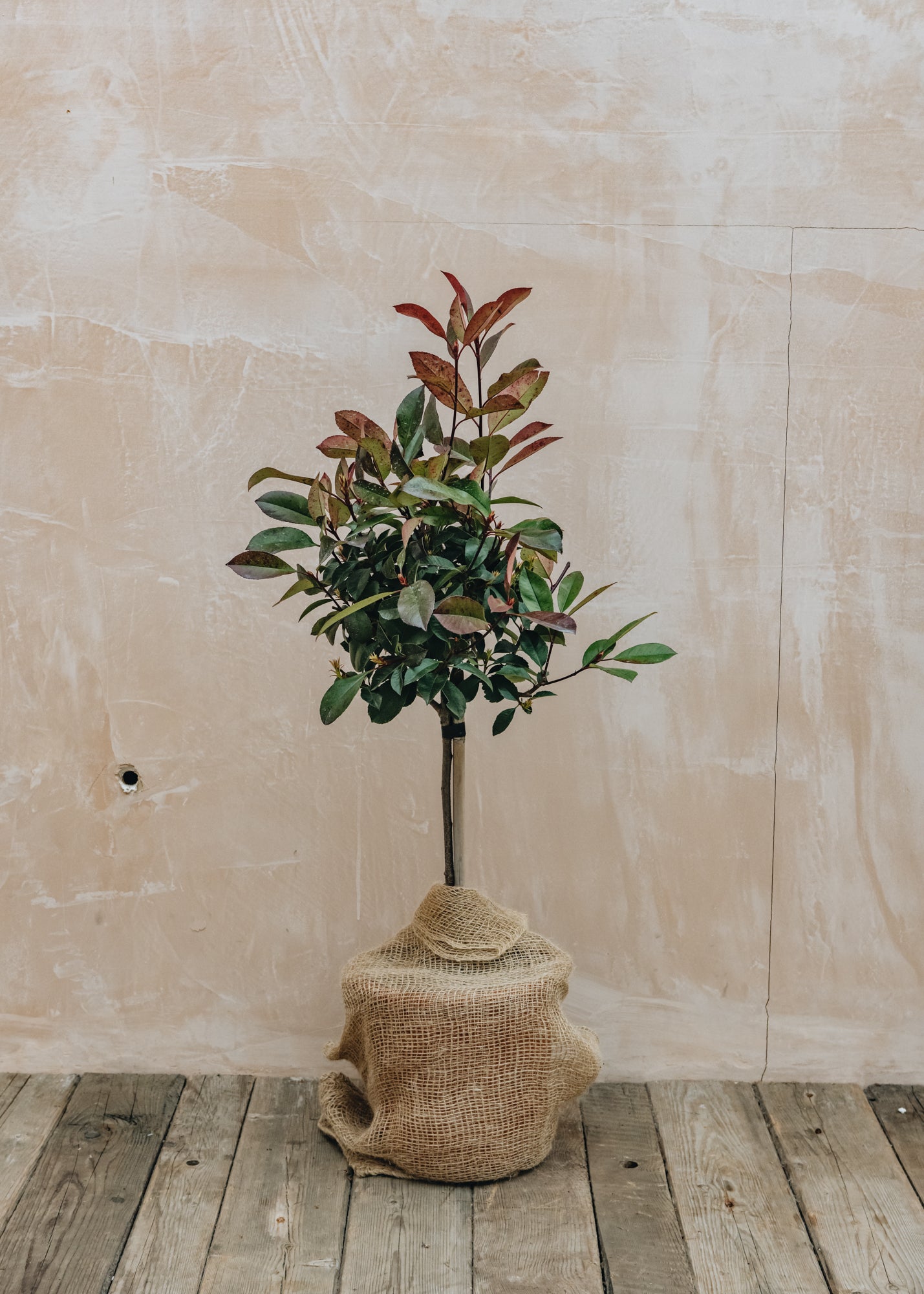 Photinia serrulata Red Robin mini standard 7L