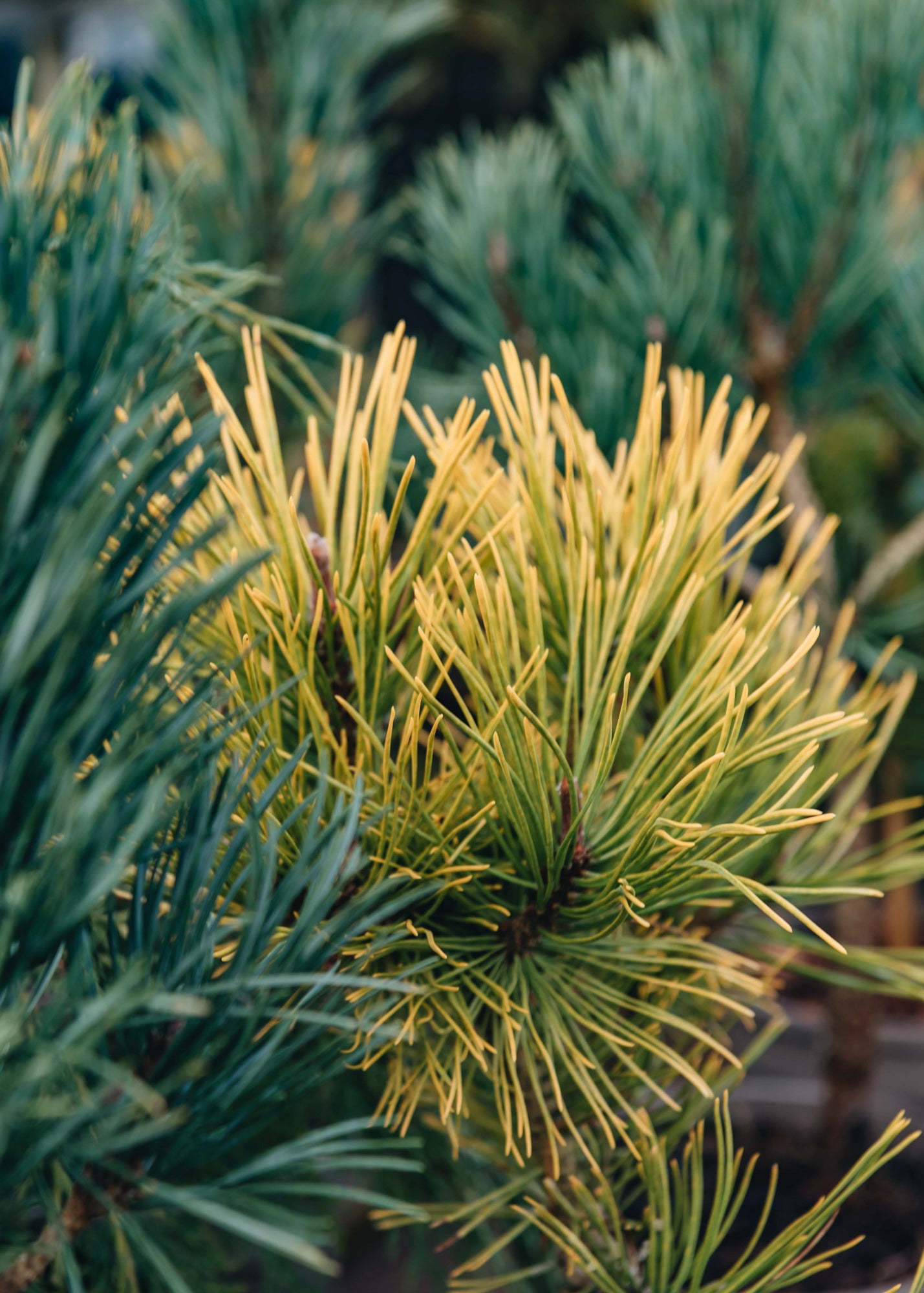 Pinus mugo Golden Glow