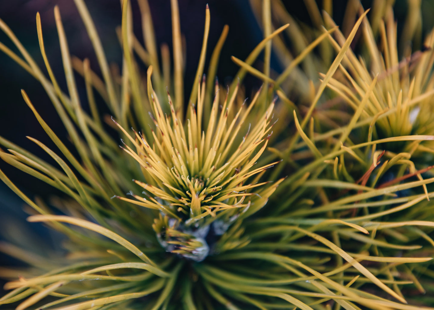 Pinus Pinus mugo Golden Glow